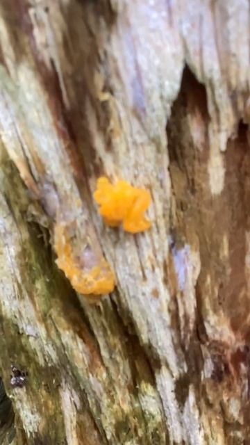 #Witch's #butter on a dead #tree #fungi смотреть онлайн
