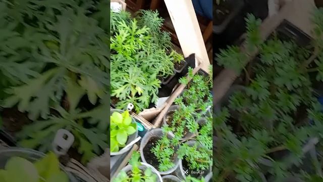 Ежемесячный обзор рассады на 3 апреля 2024 года. Не судите строго😊 смотреть онлайн