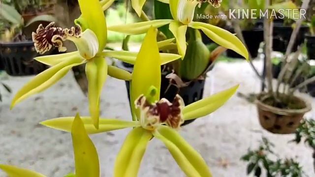 Coelogyne fonstenebrarum смотреть онлайн