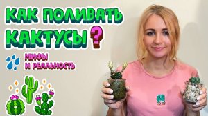Полив кактуса. Как поливать кактусы в домашних условиях правильно. Когда и сколько поливать кактус.