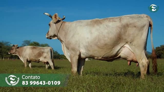 Vacas Leiteiras da raça Pardo Suíço da Fazenda Tamanduá !!!!! смотреть онлайн