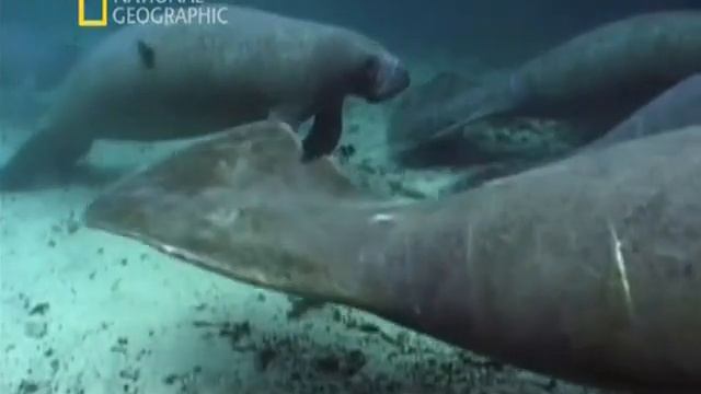 National Geographic. Доисторические хищники.Акула чудовище. смотреть онлайн