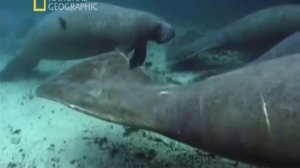 National Geographic. Доисторические хищники.Акула чудовище.
