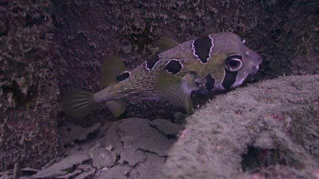 Un Diodon sur l'epave en plongée à Koh Tao en Thaïlande, par AquaTao смотреть онлайн