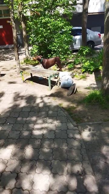 купил собаке воды, не прошëл мимо, делай добро бро, делай добро #собака #рек #врек #калининград смотреть онлайн