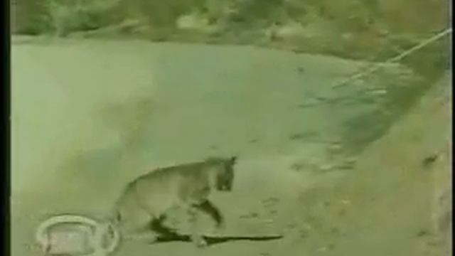 Бой кошки с змеей смотреть онлайн