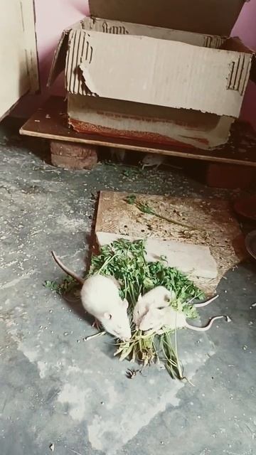 My pet's eating coriander ,🐀🐁#whiterat #teadrinker #cute #ratart #whitemouse #animal смотреть онлайн