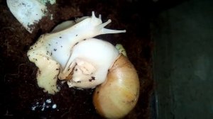 Спаривание улиток ахатин #улитки #улиткиахатины #улиткаахатина