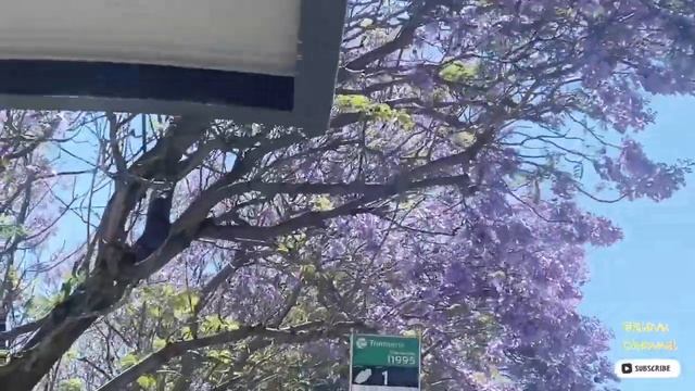 THE JACARANDA TREES ARE BLOOMING || PURPLE TREE || Australia || Eps43 смотреть онлайн