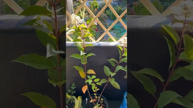 Купила гортензии:ВАНИЛА ФРАЙЗ,ЛАЙМ ЛАЙТ,БОБО И астильбу(лиловую )ПЕРПЛ РЕЙН 13.09.23#гортензии#дача смотреть онлайн