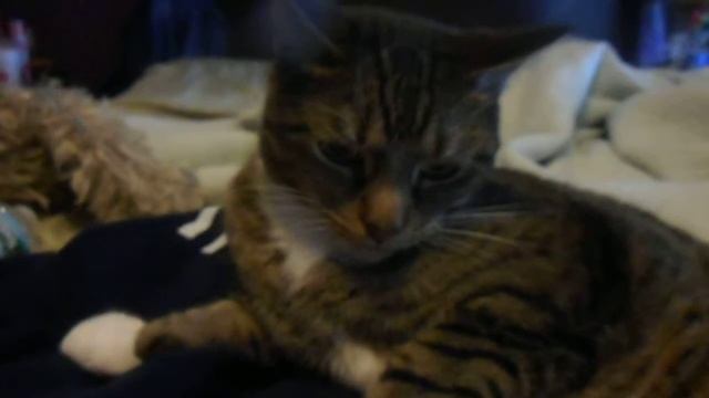 my first cat video staring tiger смотреть онлайн