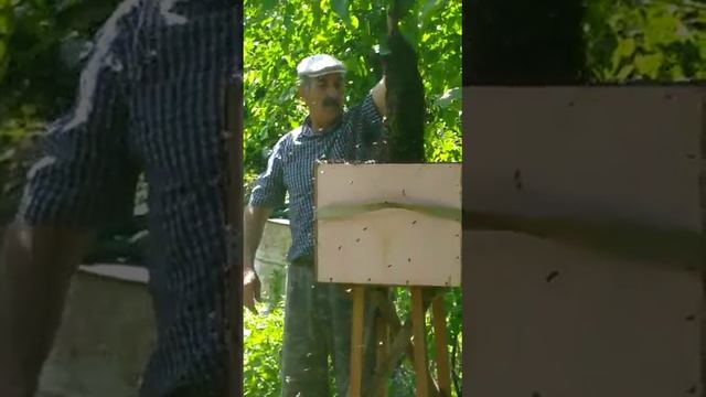 Рой на пасеке. Гурбанэфенди Исмайыллы Азербайджан. смотреть онлайн