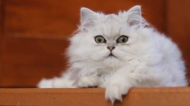 #kittens #cat #Persian Chinchilla Kitten Jessie - Relax 💖🌼💙 #Персидская шиншилла 💝 #perská činčila смотреть онлайн