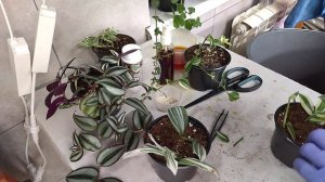 Размножаю традесканцию, черенками