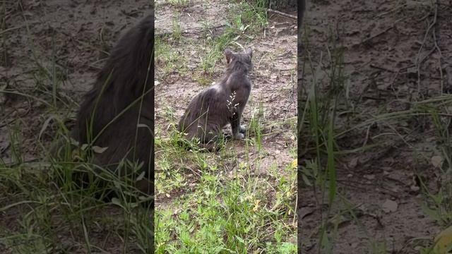 Лечим британского бездомного кота🥲 откликнитесь кто готов взять его домой 🏡 #бездомныекошки #кот смотреть онлайн