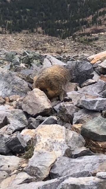 Yellow-bellied Marmot смотреть онлайн