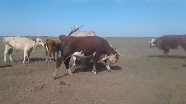 Бұқалар смотреть онлайн