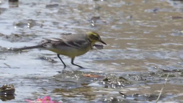 Citrine Wagtail  --- Motacilla Citreola