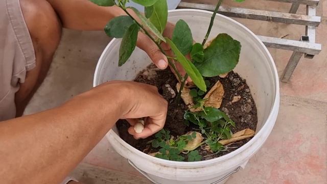 This Trick is Best for Lemon Growing смотреть онлайн