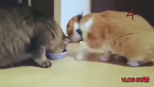 Топ 10 самых смешных котов! смотреть онлайн