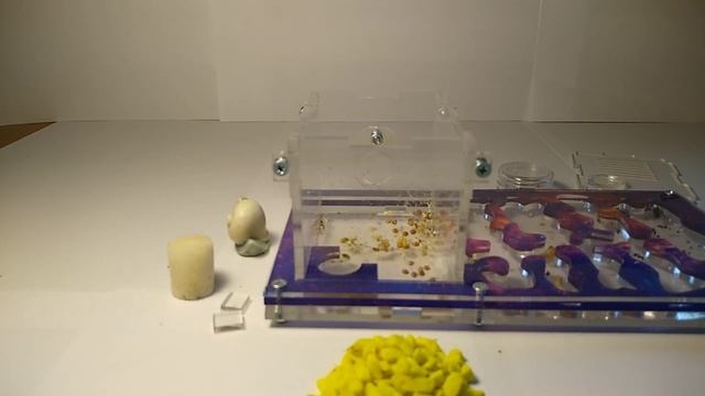 Муравьиная жизнь. Генеральная уборка. смотреть онлайн