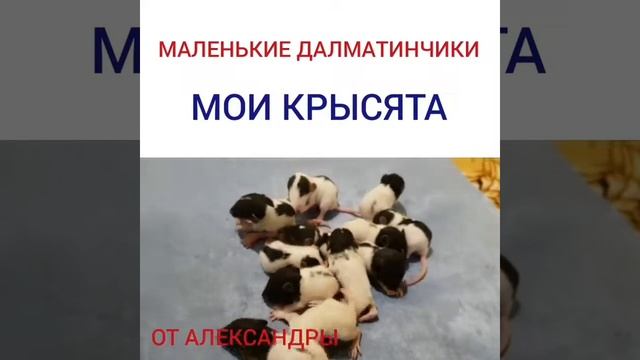 Крысята от Александры смотреть онлайн