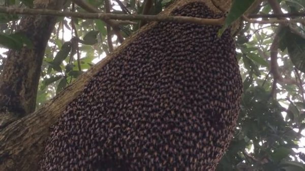 На видео пчелки труженицы Apis Dorsata Эта волна на видео применяется пчелами против ос.