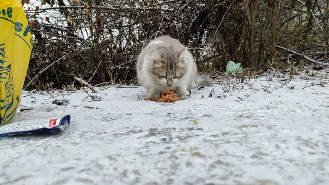 Кормлю уличную кошечку смотреть онлайн