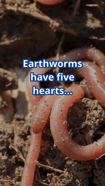 How many hearts do earthworms have? #shorts смотреть онлайн