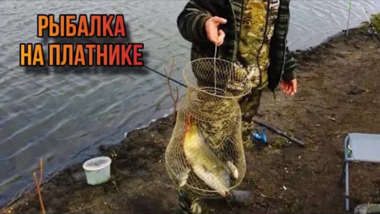 ЧТО МОЖНО ПОЙМАТЬ НА ПЛАТНИКЕ?Рыбалка на платнике в АВГУСТЕ 2024!НА ЧТО КЛЮЕТ КАРП,ЛИНЬ,КАРАСЬ!!! смотреть онлайн