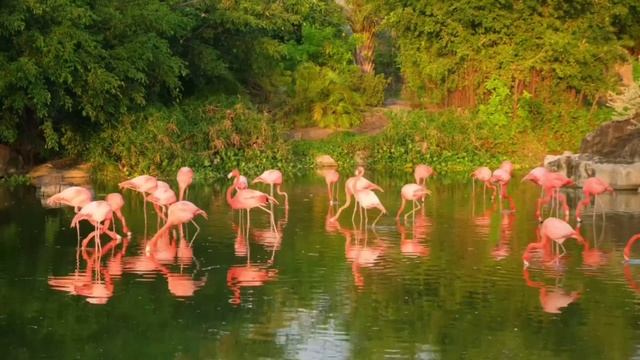 Top Beautiful birds on earth|flamingo|8k #rose colour #chirping#sound смотреть онлайн