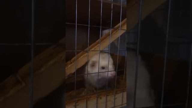 Забавные животные смотреть онлайн