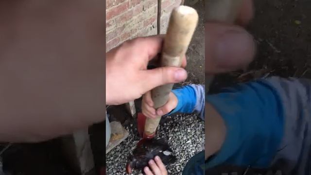 Чистка перепелов,  куриц , своими руками