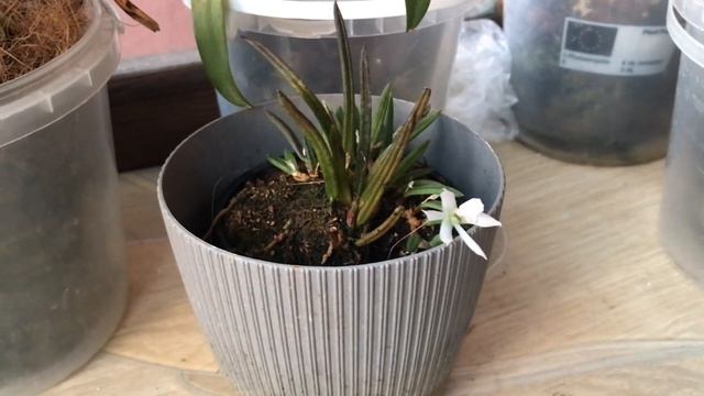 20.04.24 Лептотеси. Leptotes Unicolor. Leptotes Bicolor.