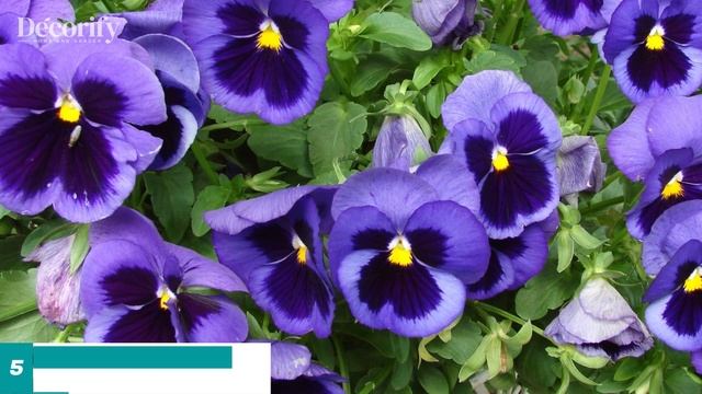 Transform Your Small Garden with These 8 Stunning Flowering Plants смотреть онлайн