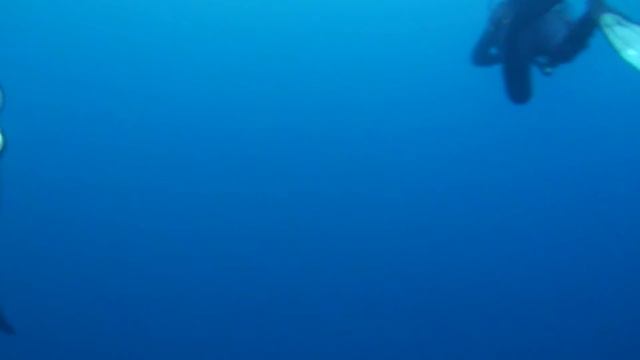 Sharks of South Africa смотреть онлайн