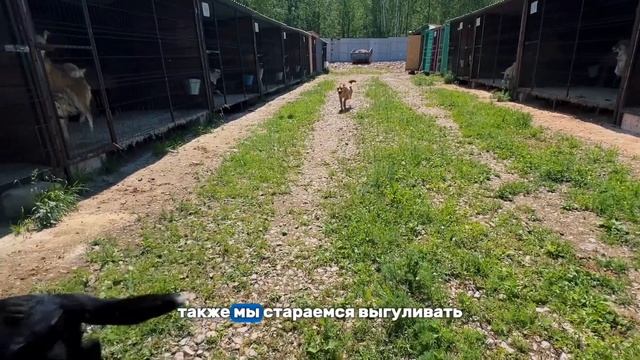 Приют «Помоги жить»❤️ смотреть онлайн