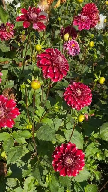 Dahlia love ❤️#madgardener #viralreels #nature #shortsvideo смотреть онлайн