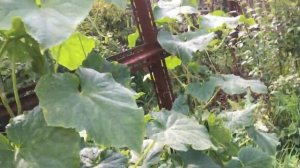 Вертикальная огуречная грядка  Собираем ведрами!