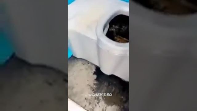 мужик спрятался в яме уличного туалета ,лежит в говне . (угар) смотреть онлайн