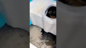 мужик спрятался в яме уличного туалета ,лежит в говне . (угар)