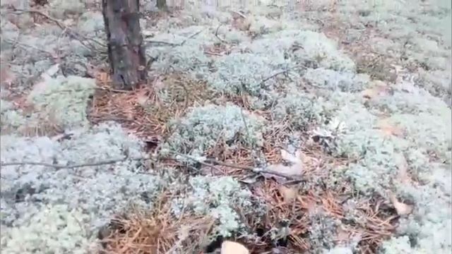 Прогулка по лесу..Белые грибы! смотреть онлайн