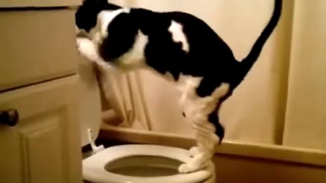 Кот в Туалете смотреть онлайн