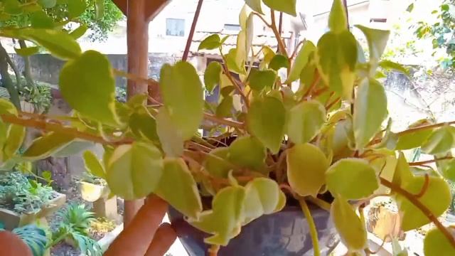 Dicas de ouro para cultivar suculenta variegata + como não atrasar o desenvolvimento dos bercinhos. смотреть онлайн