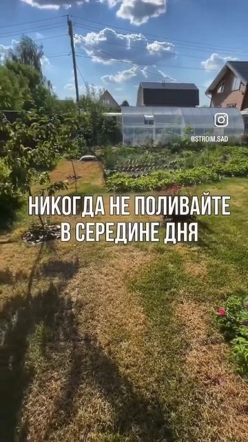 Газон желтеет, сохнет и теряет цвет? #ландшафт #газон #лайфхак смотреть онлайн