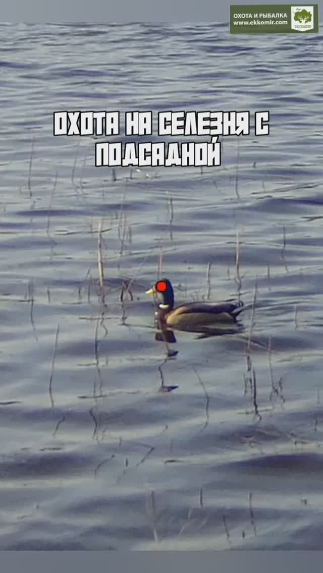 Работа дратхаара Лотты смотреть онлайн