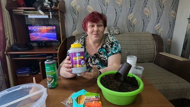 Посев тыквы на рассаду!! Провожу эксперимент!! смотреть онлайн