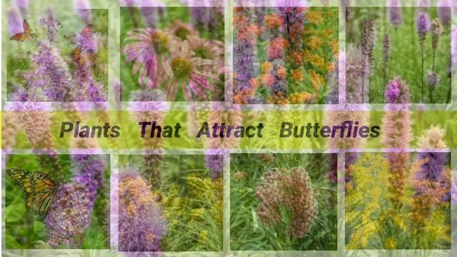 Plants That Attract Butterflies смотреть онлайн