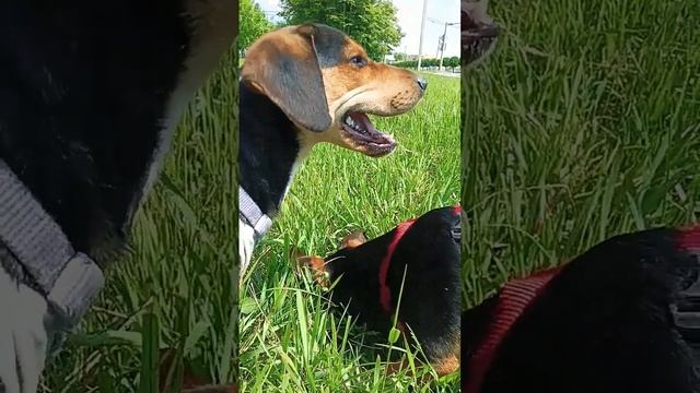 Ищем мышек-норушек и ящерок. #доксли #собаки #весна2024 #ставрополь смотреть онлайн