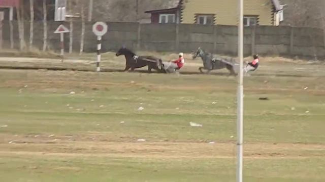 Раменский ипподром 21.04.18 - Квал. - Лошади 2015 г.р. орловской породы смотреть онлайн